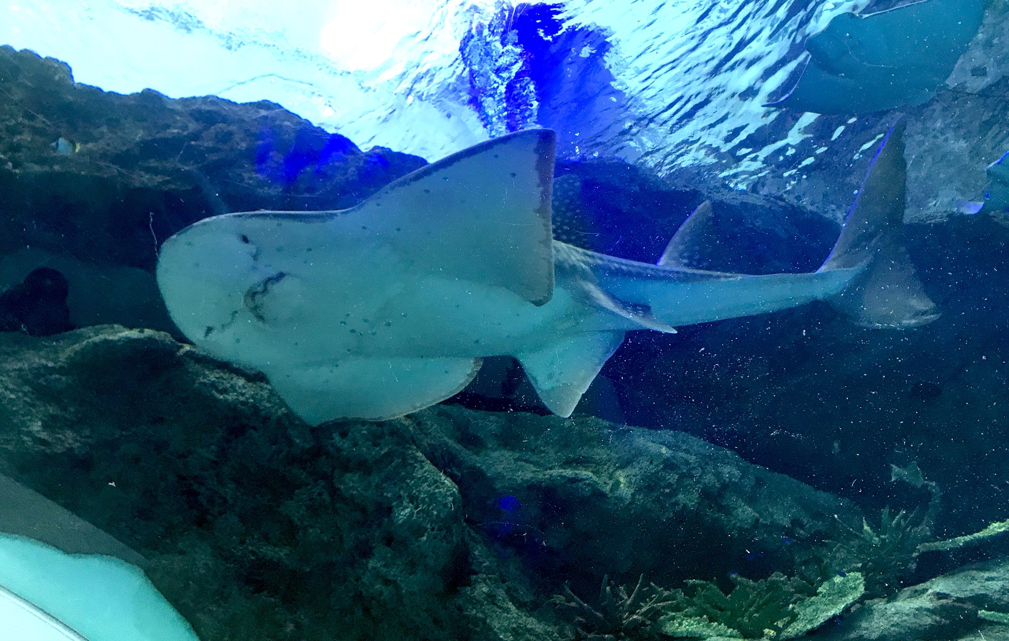 ドジすぎて前例がない エイが命を落としかけた理由がひどい 話題の画像プラス