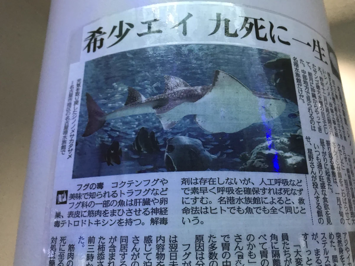 ドジすぎて前例がない！エイが命を落としかけた理由がひどいｗｗｗ