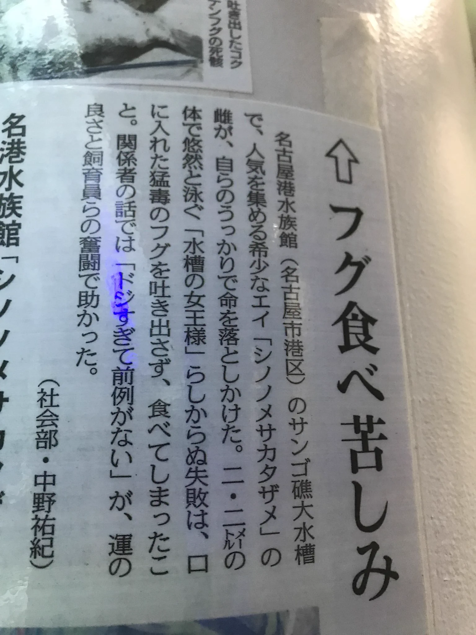 ドジすぎて前例がない！エイが命を落としかけた理由がひどいｗｗｗ