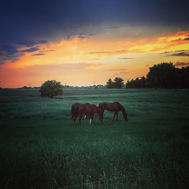 punkyfarmster's tweet photo. Sunset dinner. #afterthestorm #horses #buddies #midwest #spring #sunset #pasture #humid #allergies #worthit #solidpic #photography #nature #getoutside #lookaround #soakuplife #farmgirl #tomboy #countryliving #homesteadersofamerica https://t.co/Nzq754XB08 https://t.co/e6XIVM0niK