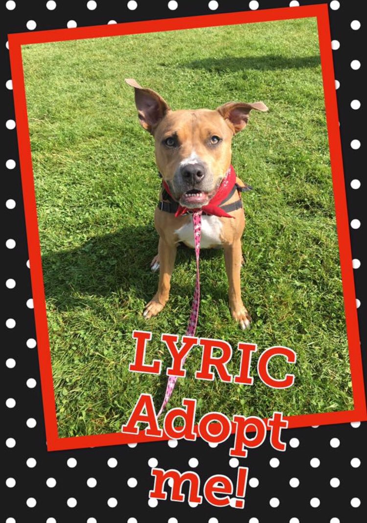 PrisonPetWA's tweet photo. Join us Sunday, June 3 for day 2 of #GigFest in Gig Harbor.  There will be an #AnimalAdoption event.  Come see us, and all the amazing #dogs we have

#adoptdontshop #sundayfunday #gigharbor https://t.co/X2w0lnfZPa