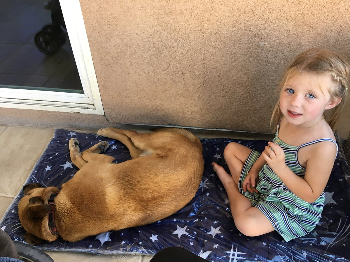 pattybgood430's tweet photo. @greta Our rescue named “BEAR” thinks he’s one of our daycare kiddos and naps with them https://t.co/s4zN5mkBze