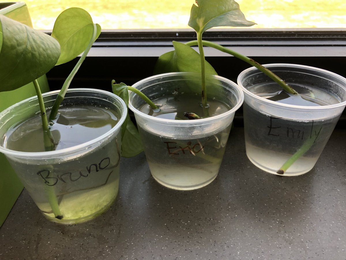 Mrs_Quinteros's tweet photo. Our last science experiment of the year @HooverCFISD Leaves grew roots after 6 weeks in water and seeds sprouted after only a few days in soil! We transplanted our leaves in soil and took them home! #ThinkLikeAKidAndHaveFun https://t.co/6SneWZBHia