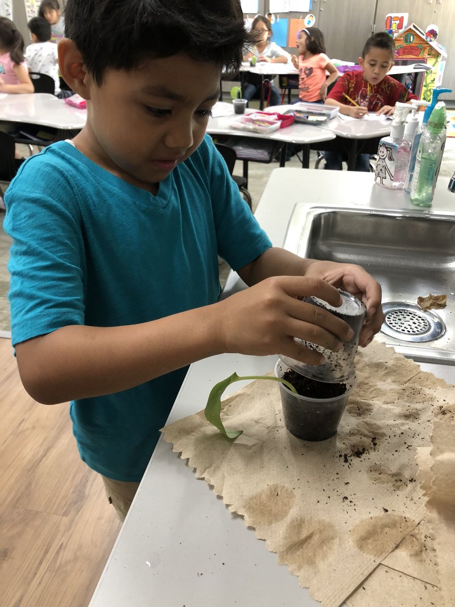 Mrs_Quinteros's tweet photo. Our last science experiment of the year @HooverCFISD Leaves grew roots after 6 weeks in water and seeds sprouted after only a few days in soil! We transplanted our leaves in soil and took them home! #ThinkLikeAKidAndHaveFun https://t.co/6SneWZBHia