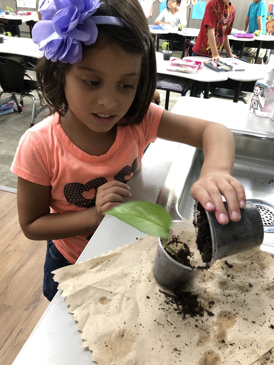 Mrs_Quinteros's tweet photo. Our last science experiment of the year @HooverCFISD Leaves grew roots after 6 weeks in water and seeds sprouted after only a few days in soil! We transplanted our leaves in soil and took them home! #ThinkLikeAKidAndHaveFun https://t.co/6SneWZBHia