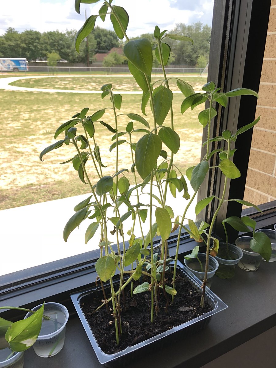 Mrs_Quinteros's tweet photo. Our last science experiment of the year @HooverCFISD Leaves grew roots after 6 weeks in water and seeds sprouted after only a few days in soil! We transplanted our leaves in soil and took them home! #ThinkLikeAKidAndHaveFun https://t.co/6SneWZBHia