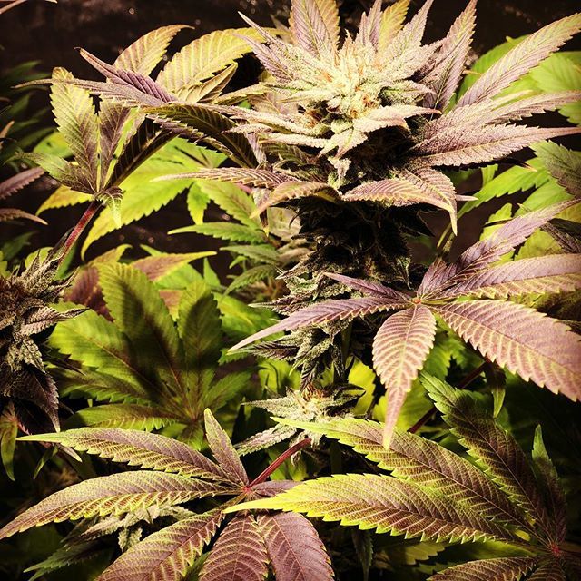 dankcreative's tweet photo. Hey @mota_rebel_genetics_ I got this bean pack from my pals at @seedsherenowseedbank last season - can you try to tell me the strain? Week 7 and fading fast - Any idea?๐ฅ๐ณ๐ฅ๐จ
#purpledank #stankyydankyy
#cannabis #marijuana #hightimes #dab #vape #shatโฆ https://t.co/US3m5DURhs https://t.co/qLR2HNzJqA