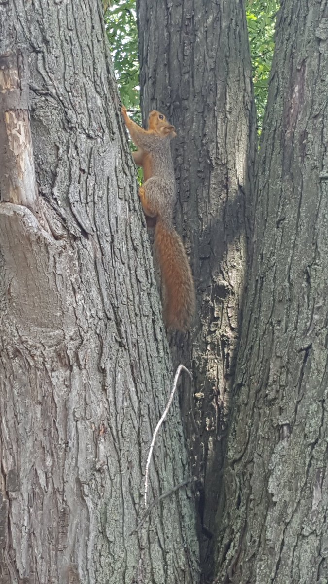 tlnegrete's tweet photo. New squirrel eyeballing my strawberries... https://t.co/tEFRaMgQ4X