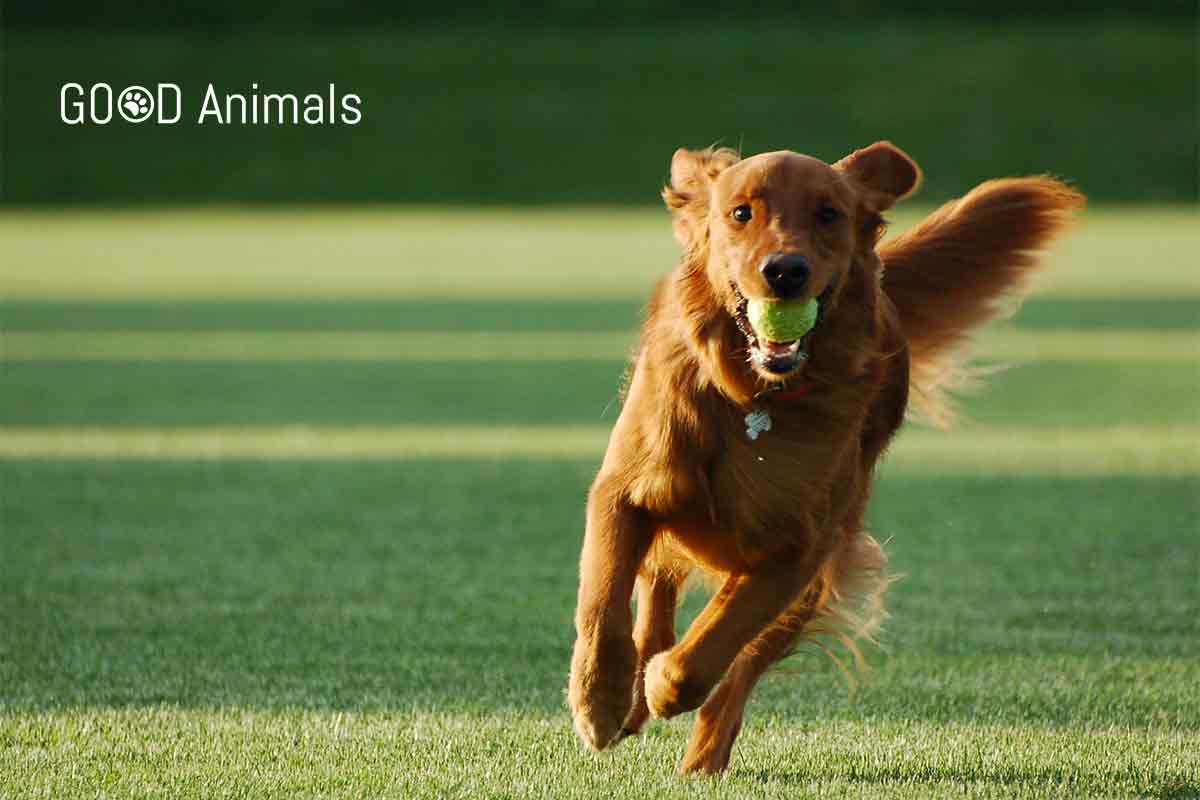 GoodAnimals2's tweet photo. One Lucky Dog https://t.co/mhzobFBF1o
#Dogs https://t.co/zzpTOITSMP