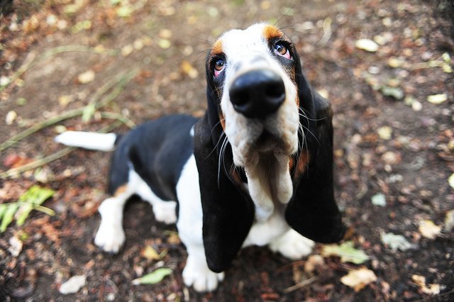 jamesweaver1993's tweet photo. Basset Hound ♥ https://t.co/KueB5KpQVK