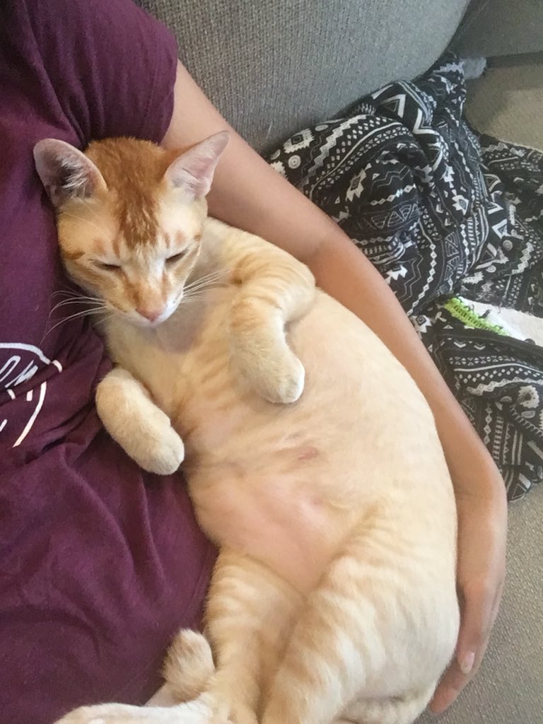 fucaide's tweet photo. I’m a baby😽
FaceBook:@fucaidefunnycats 
Instagram:@fucaidefunnycats
Twitter:@fucaide
Tumblr:@fucaidefunnycats
#acai #fucaidefunnycats #cat #catsofinstagram #pet #petsofinstagram #animals  #catsphoto #followme #cleaneating  #life #catslife #goodboy #cute #baby https://t.co/WfzX97xaxY