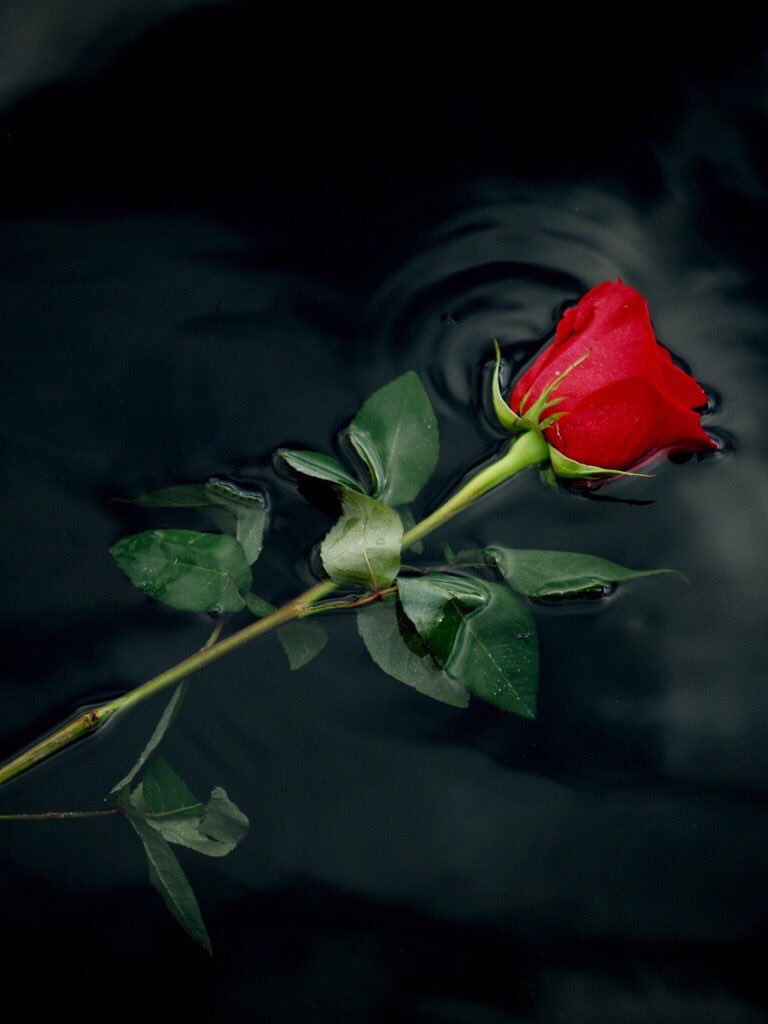 PardueSuzanne's tweet photo. A single rose can be my
garden... a single friend,
my world.

- Leo F. Buscaglia https://t.co/BMKSoCo4wa