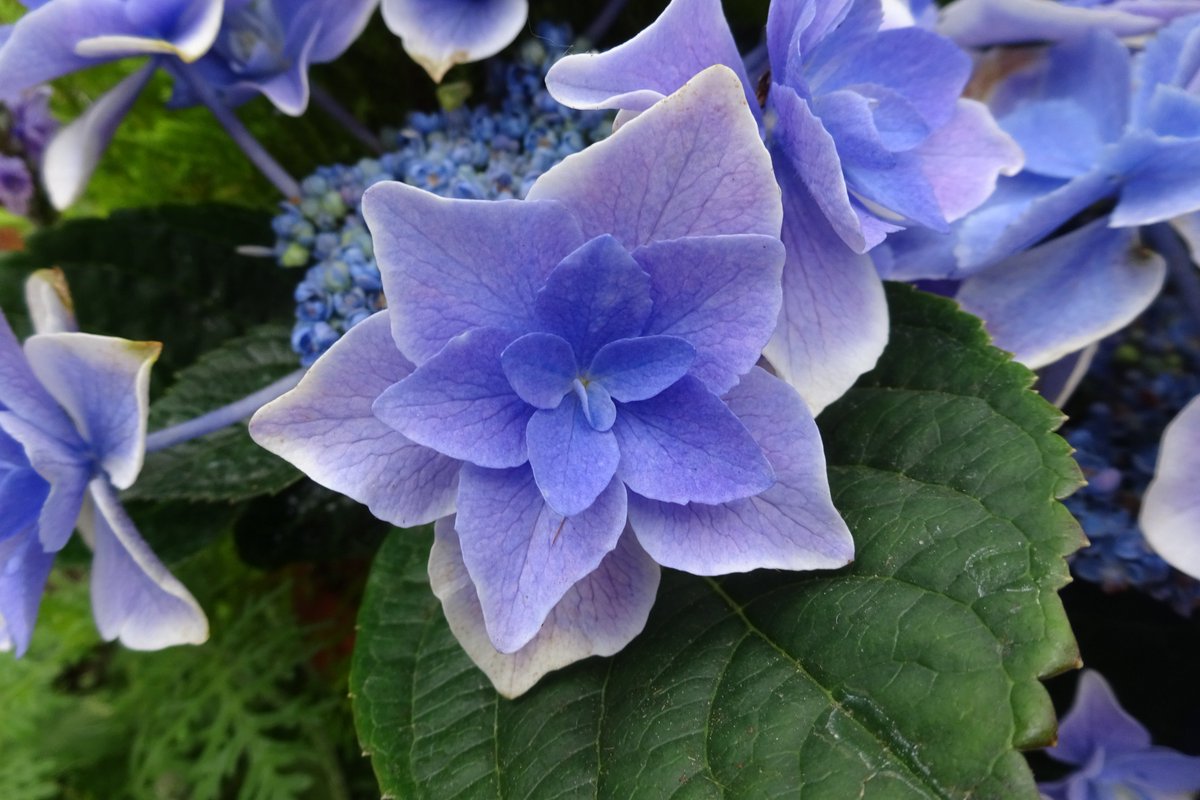 Twitter এ 新潟県立植物園 開花情報 アジサイ コンペイトウ が企画展 初夏のガーデン で咲いています 装飾花 の一つ一つに和の気品があふれる 爽やかな白覆輪八重咲きの ガク咲きの花です As T Co Zir1hl0yfg ট ইট র Twitter এ 新潟県立植物園 開花情報 アジサイ コンペイトウ が企画展 初夏のガーデン で咲いています 装飾花 の一つ一つに和の気品があふれる 爽やかな白覆輪八重咲きの ガク咲きの花です As T Co Zir1hl0yfg ট ইট র