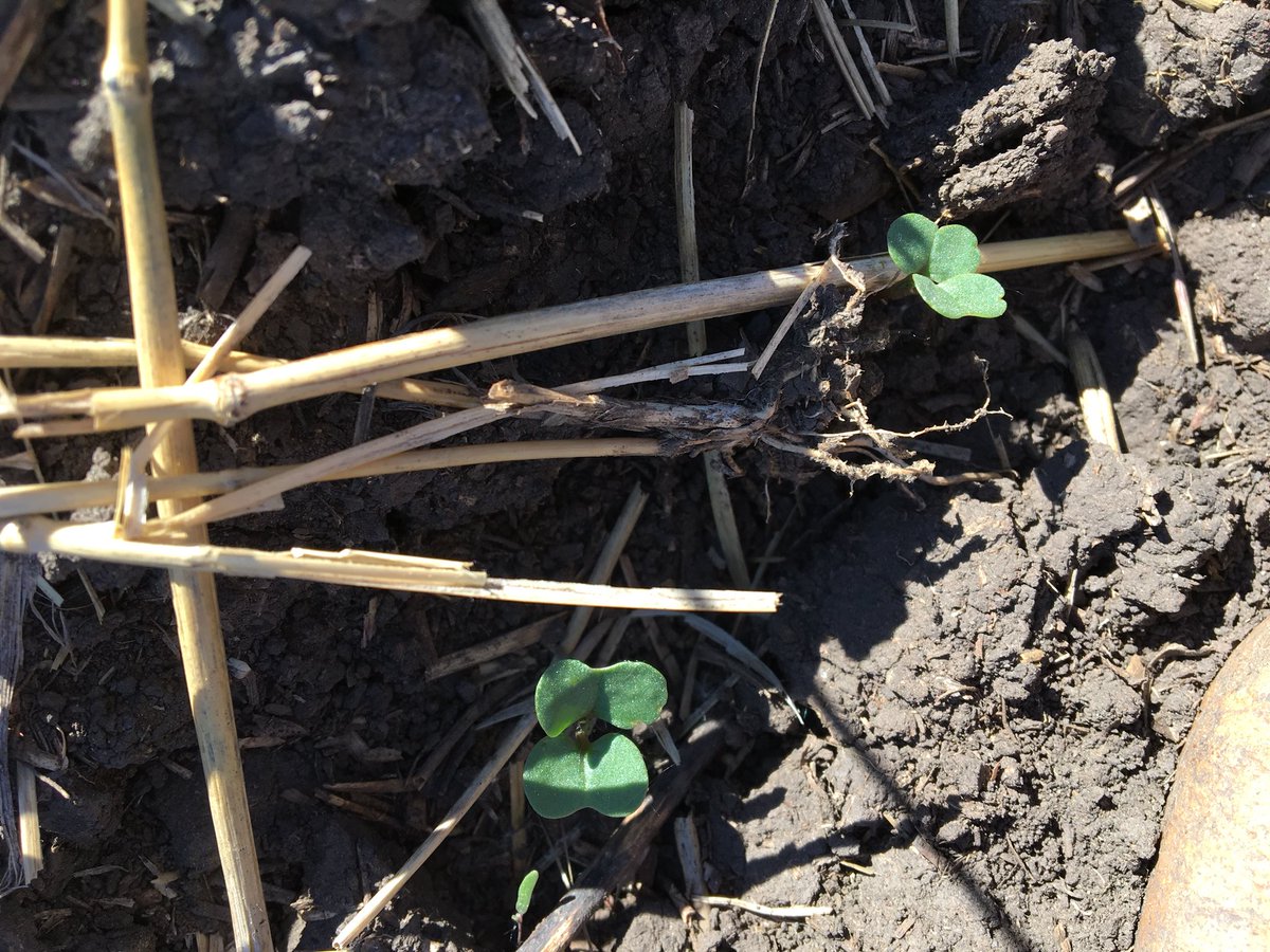 channott's tweet photo. Scouting canola fields this week @UFA_SexsmithGP https://t.co/O2wQMXfhUS