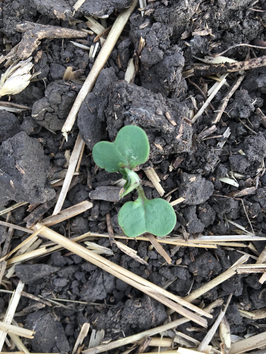 channott's tweet photo. Scouting canola fields this week @UFA_SexsmithGP https://t.co/O2wQMXfhUS
