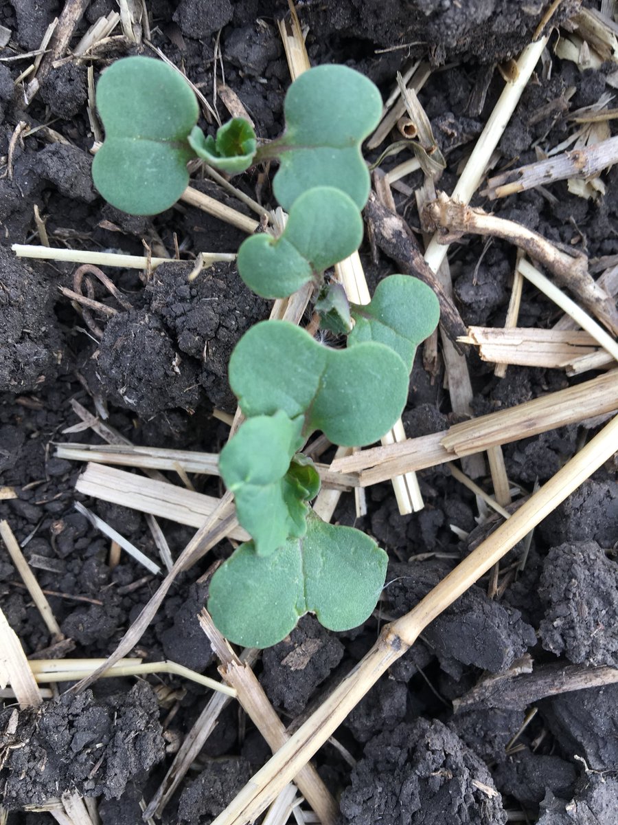 channott's tweet photo. Scouting canola fields this week @UFA_SexsmithGP https://t.co/O2wQMXfhUS