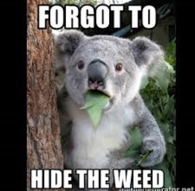 social_weed's tweet image. Tell us what you think @ myweedsocial.com

#privatereserve #northwestcannabissolutions #nwcs #washington #wa #legalweed #pnw #vaporizadores #vaporizers #vapor #concentrados #vicod5g #rock #reggae #punk #instapic #picoftheday #instagram #vscocam #hollyday #instamood #part…