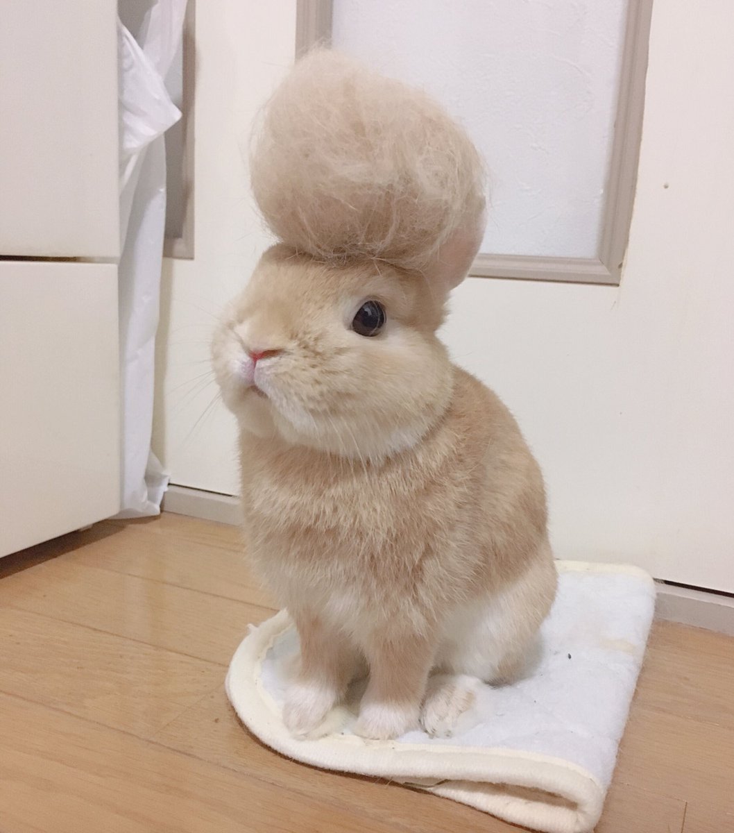 Rie Habu うさぎファース党 立派なリーゼント抜け毛