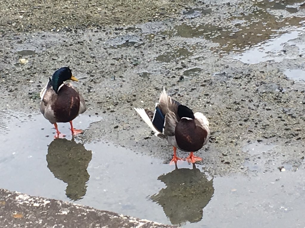鴨 テケ チハ アヒルや鴨はとても可愛いですが飼育は大変です 大量に糞をし 食事は新鮮な野菜がたくさん必要です 飼育困難になっても川などに捨てたりしないでください 野生では生きていけません 詳しくはあひるネットワークの アヒルを飼う前に