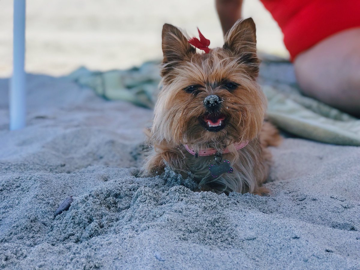 Look at my baby!!! ☀️🌊🐶🌵🏖