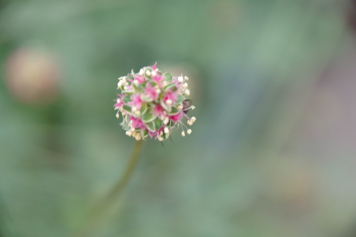 ハーブ君と薔薇ガール Twitter પર サラダバーネット のつぼみ 咲くと こうなります 葉は サラダになります ハーブの庭から キッチンハーブ