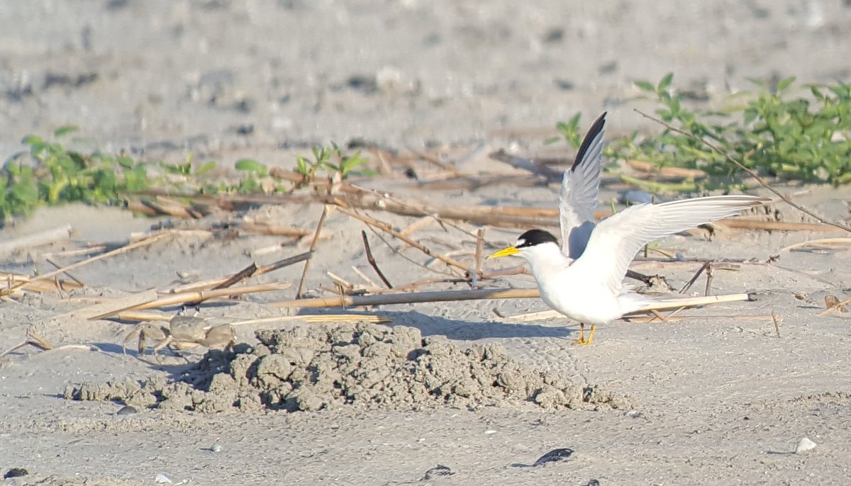 Erik_I_Johnson's tweet photo. Giving a presentation Thursday at 8:30am at #SOC18 about beach-nesting bird responses to #Coastal #Restoration...#Predators #Storms #ElectrifiedFencing oh my! #ornithology #restorethecoast #OurCoast @AudubonLA @RestoreDelta https://t.co/bp4Yj4GkRx