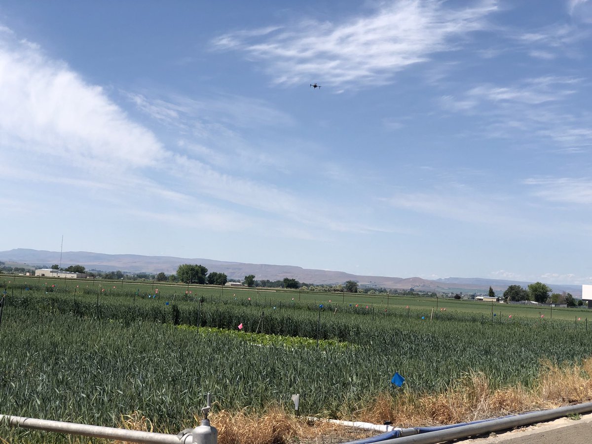 IDCrops's tweet photo. #PrecisionSensing #Idaho #Wheat https://t.co/lvBqTTcZ62