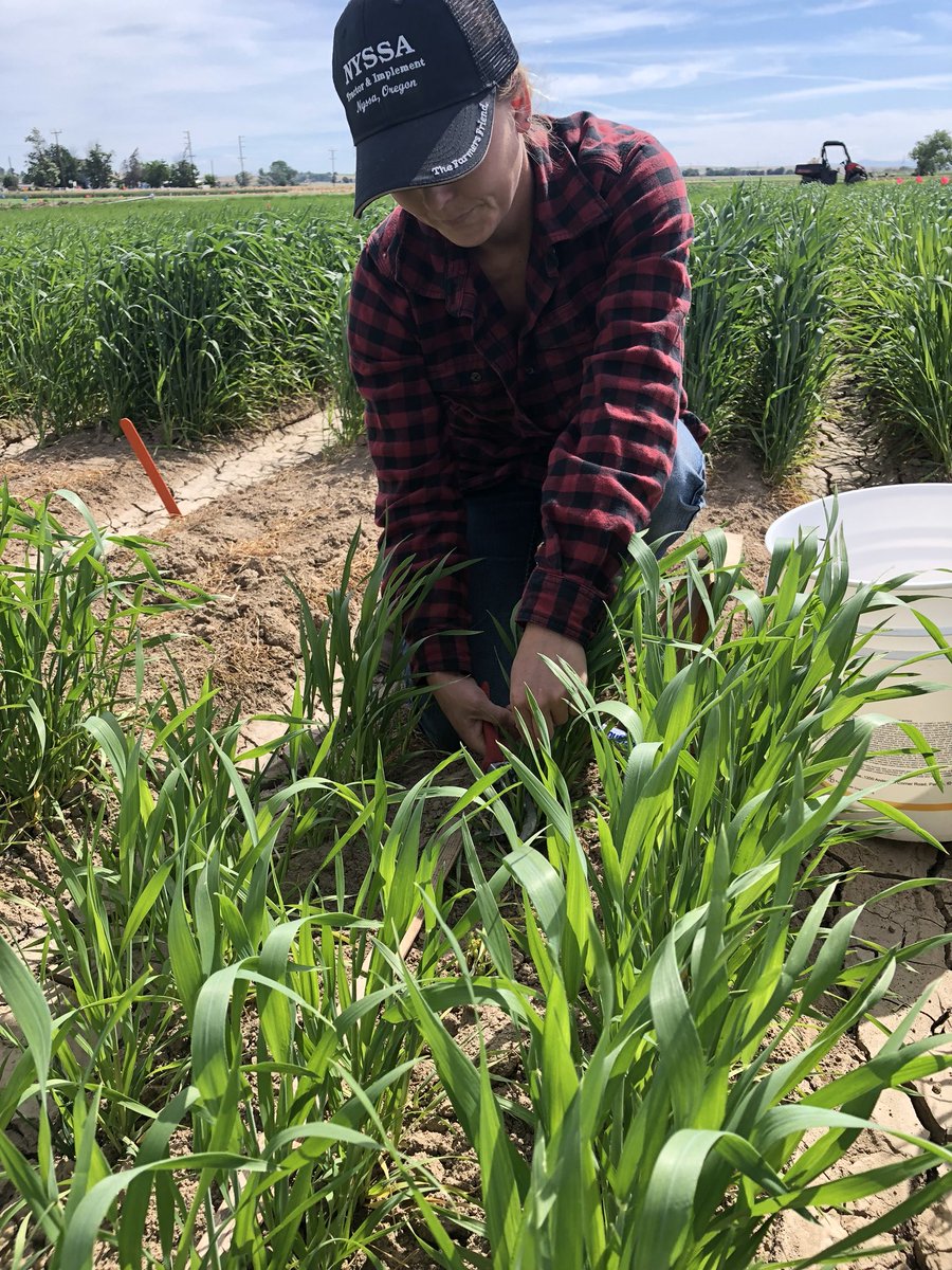 IDCrops's tweet photo. #PrecisionSensing #Idaho #Wheat https://t.co/lvBqTTcZ62