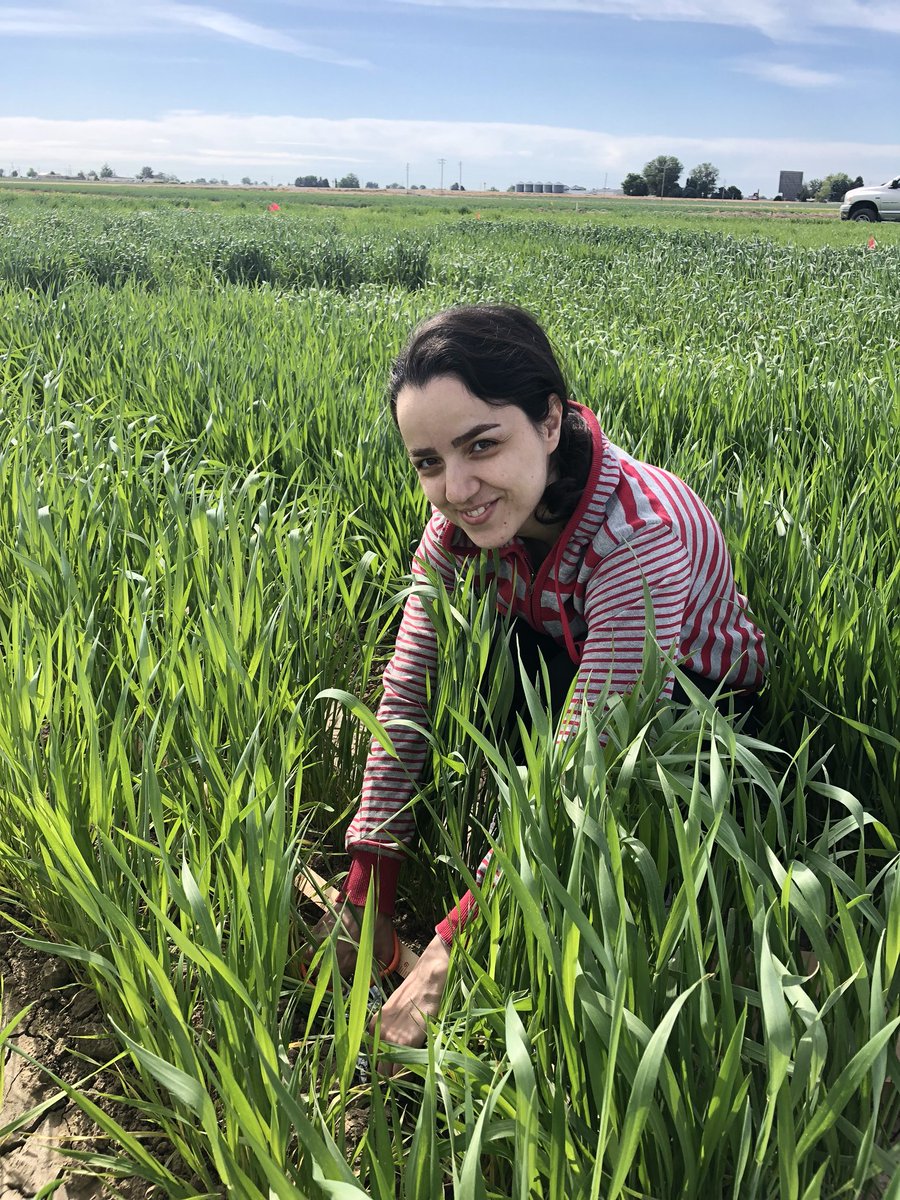 IDCrops's tweet photo. #PrecisionSensing #Idaho #Wheat https://t.co/lvBqTTcZ62