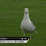 誰しもが通る道？メジャーリーガー鳥コレクション!