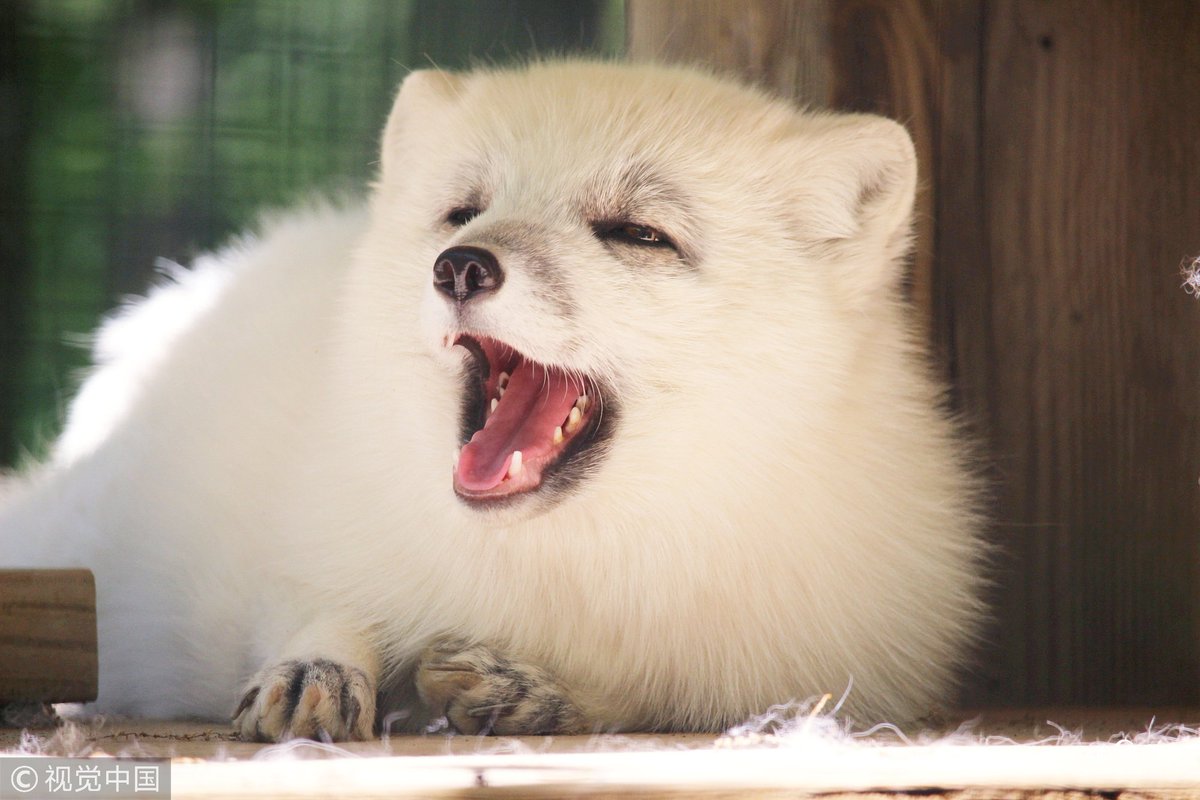 A bright white arctic fox licks a decadent dessert made from