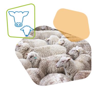 FarmplanUK's tweet photo. Farmplan sheep software will help to demonstrate compliance with sheep identification &amp; movement legislation &amp; identify opportunities to improve performance.*Call 01594 545000 and quote FLOCK05 today to get Flock Manager and an Allflex Stick for just £870* https://t.co/PtByriNkxD https://t.co/BD7Iy4H7Oe