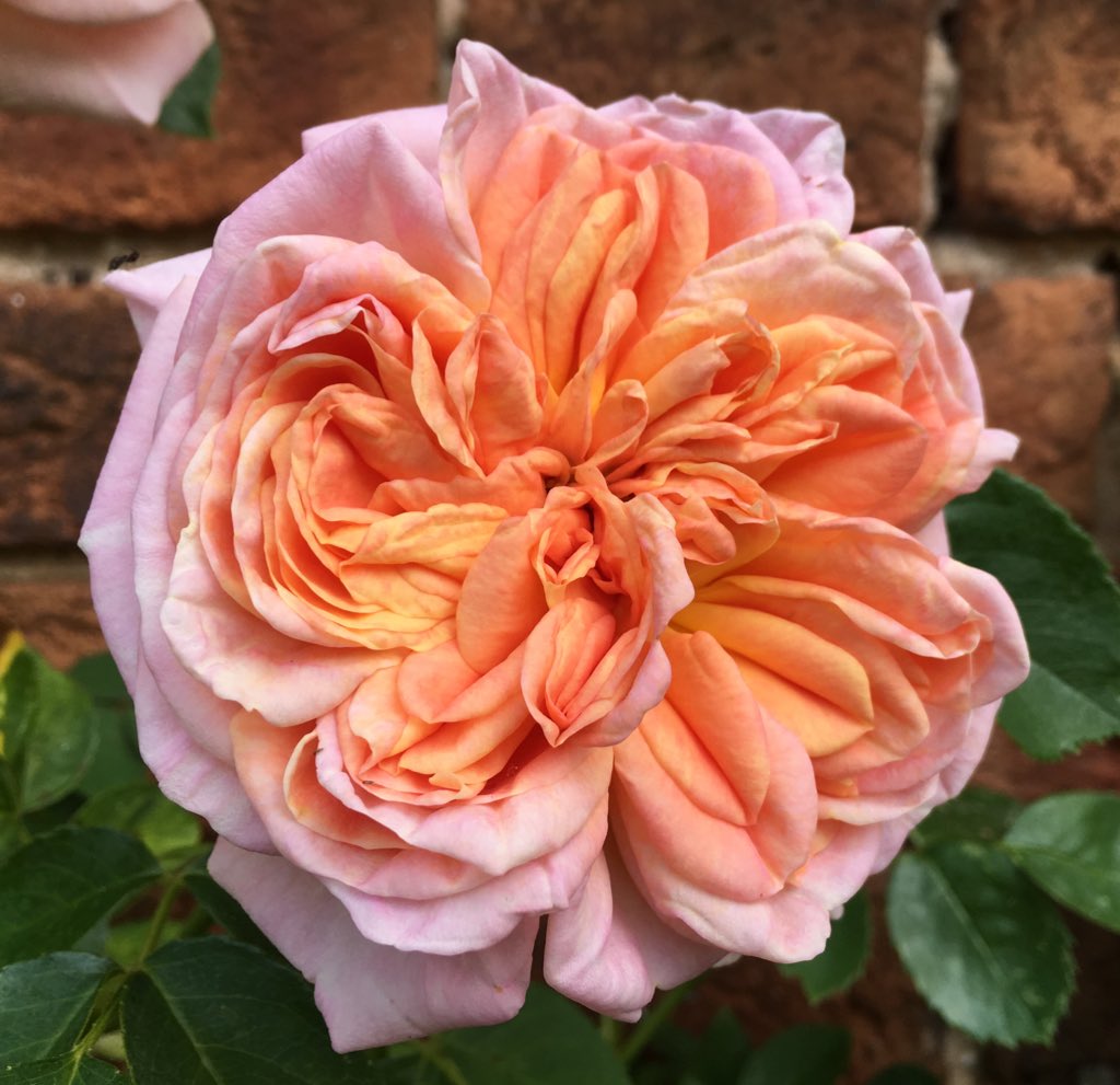 lucycgardens's tweet photo. Only 4 tickets remaining for our flower border design morning this Saturday 2nd at East Donyland Hall. Come and discover how to create fabulous borders full of glorious colour all season long - without a hefty maintenance tag. Details &amp; booking at https://t.co/K81cdmsUWo https://t.co/H1CdKym6bE