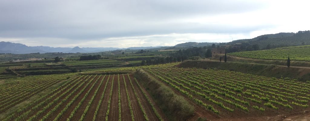 EdetariaCeller's tweet photo. Després de la pluja ... #aftertherain #begrenachy https://t.co/TusaWIPIbk