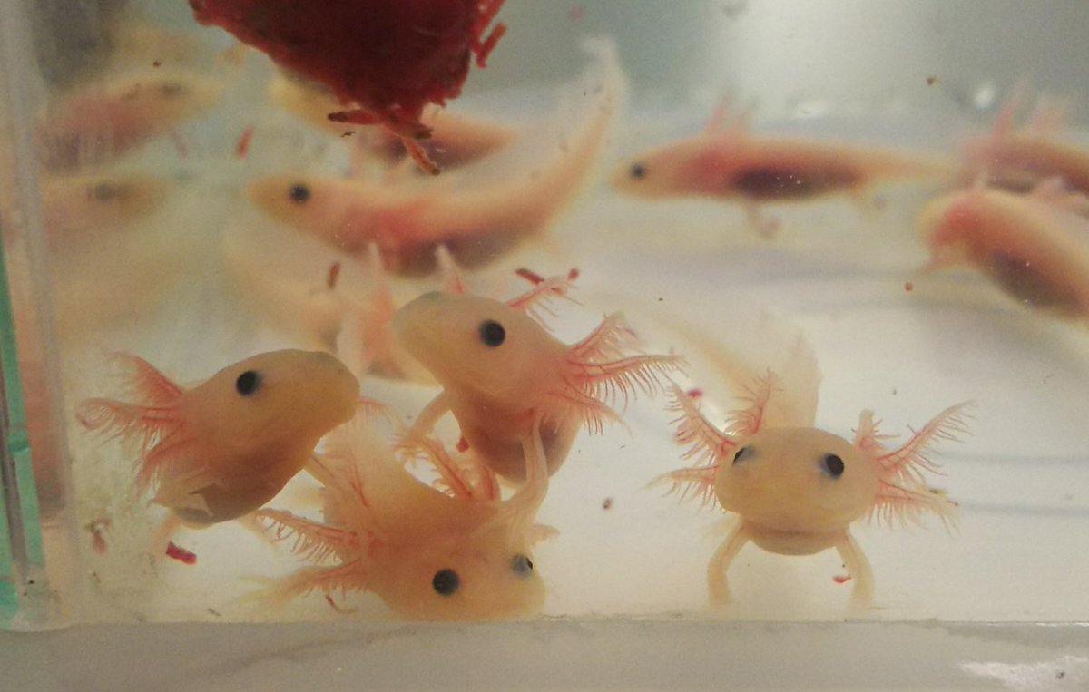 るうこ على تويتر 成長すると１５ ２０ になりますが 普通 の水槽で飼っています 夏の高水温に気を付けているくらいです 何歳になっても可愛いですよ