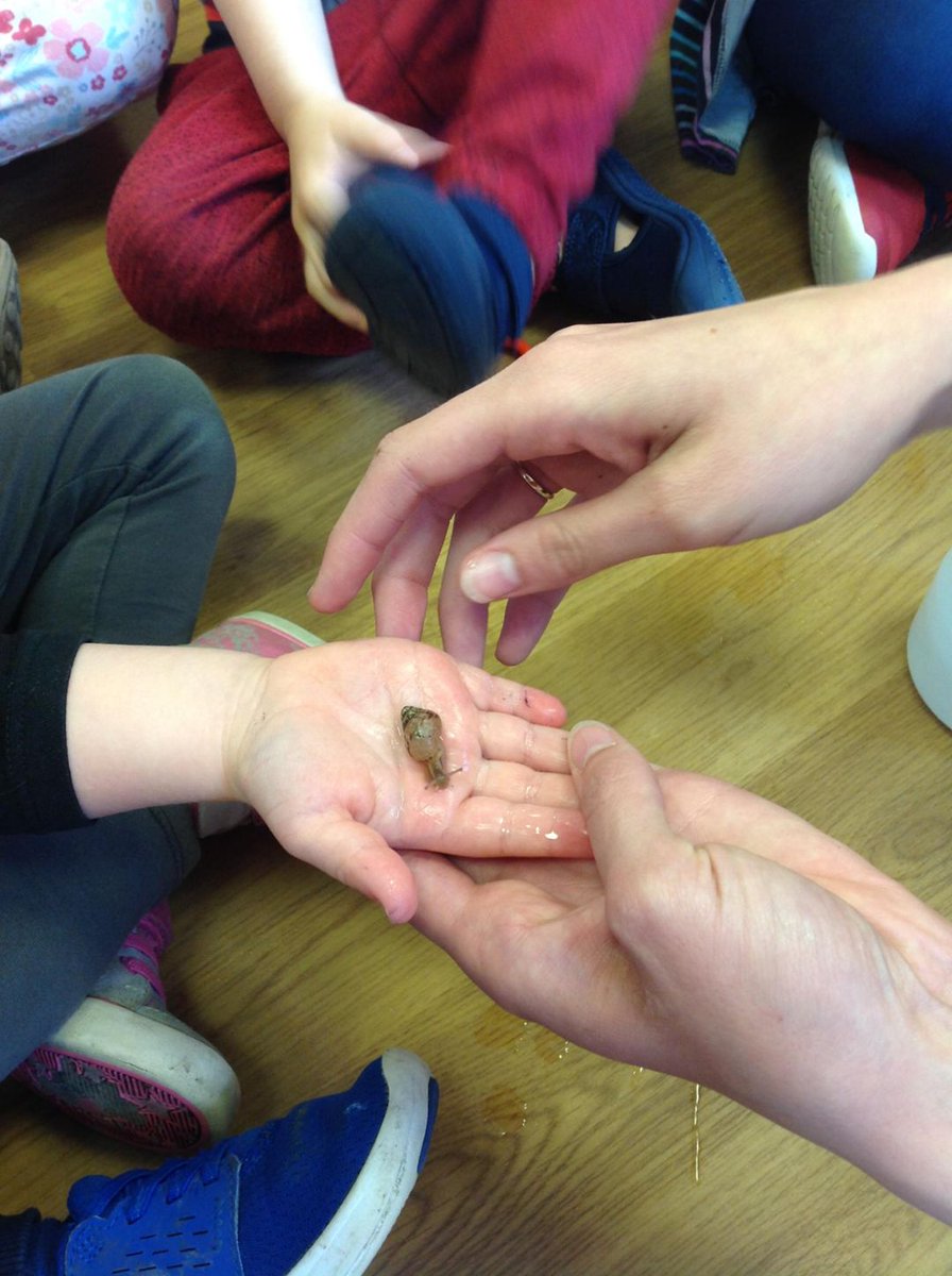 SpringNurseryH's tweet photo. Dragonflies (2-5) learned all about taking care when looking after nature. We spoke about how these snails came all the way from Africa ๐๐จ๐ซand how they start off as tiny eggs ๐ฅthen grow into snails as big as your hand. ๐๏ธ#Springgrowlearn @30DaysWild https://t.co/e2JFRu2TKX