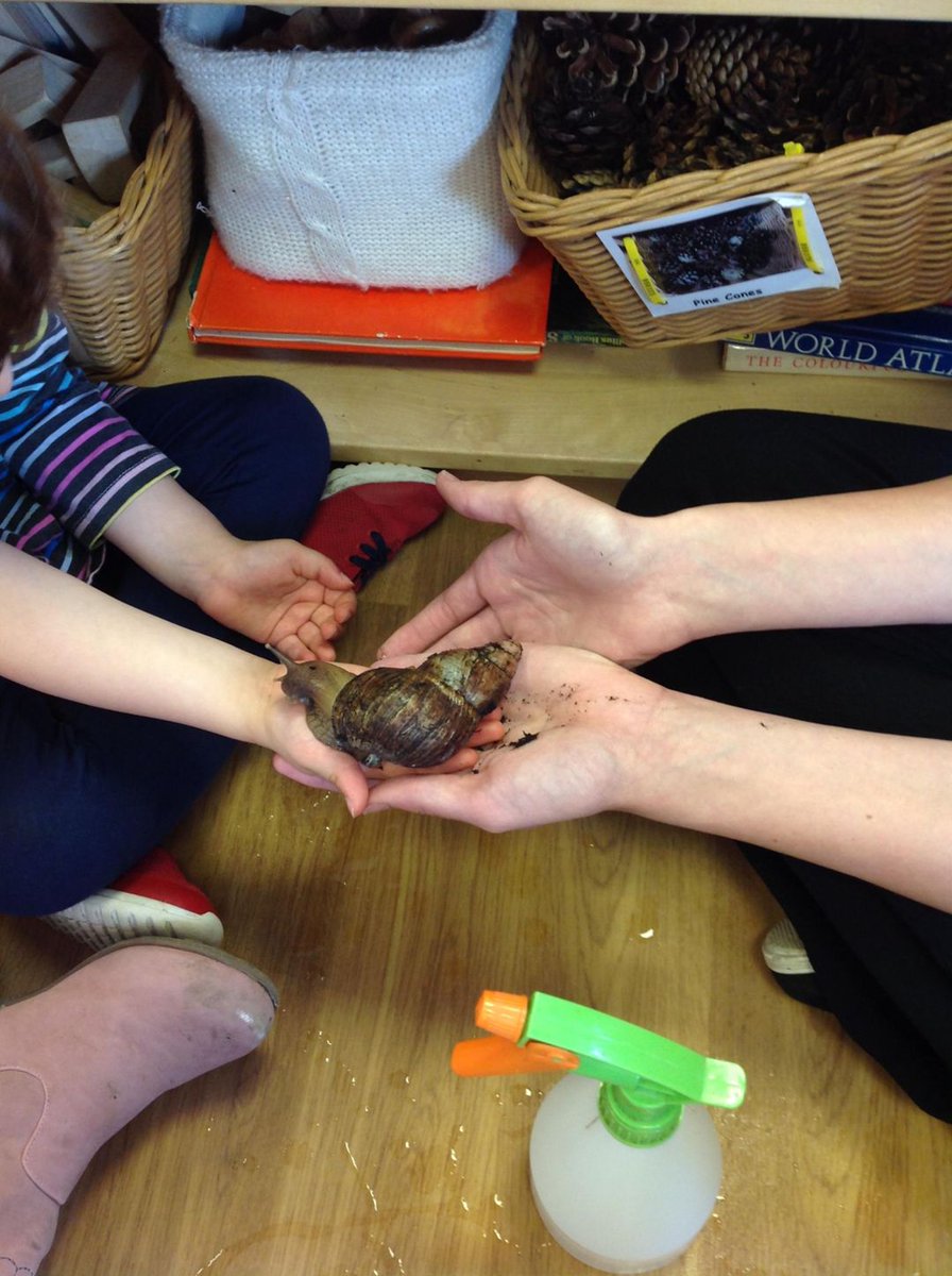 SpringNurseryH's tweet photo. Dragonflies (2-5) learned all about taking care when looking after nature. We spoke about how these snails came all the way from Africa ๐๐จ๐ซand how they start off as tiny eggs ๐ฅthen grow into snails as big as your hand. ๐๏ธ#Springgrowlearn @30DaysWild https://t.co/e2JFRu2TKX