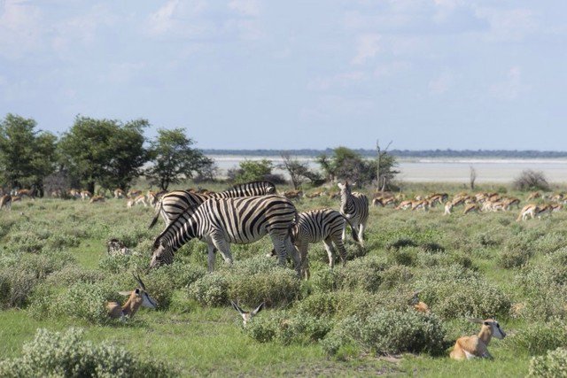 ecobackpackers's tweet photo. Just from the road in the @EtoshaPark you can spot hundreds of #zebras, #springboks and #wildebeasts. @NamibiaHorizons #travel #ttot #traveltribe #travelgram #travelphotography https://t.co/DT5FZmQXtD