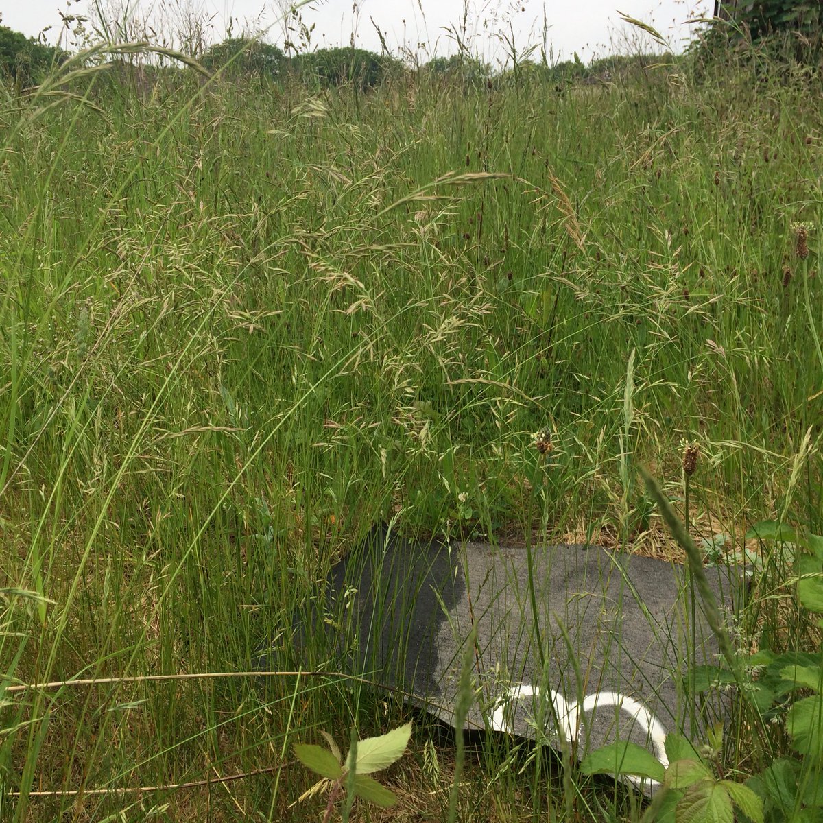 KoruEcology's tweet photo. Looking more #reptiley than ever at my #Carmarthenshire site this morning - #raggedrobin in the foreground - but nothing so far. One more visit to go.. 🐍 https://t.co/HaD7Wx5J0m