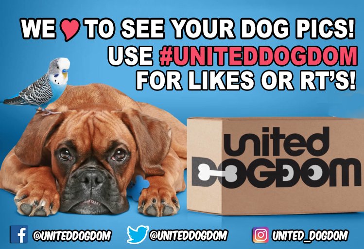 Share your dog photos with us 🐶 we'd love to see them! Use #UnitedDogdom for for us to #like or #share on our Twitter page. Use this hashtag on Facebook or Instagram for a Like! 💙 Dogs Unite with United Dogdom 💙 #dogs #doglovers #DogCelebration #doglife #ThursdaysThoughts