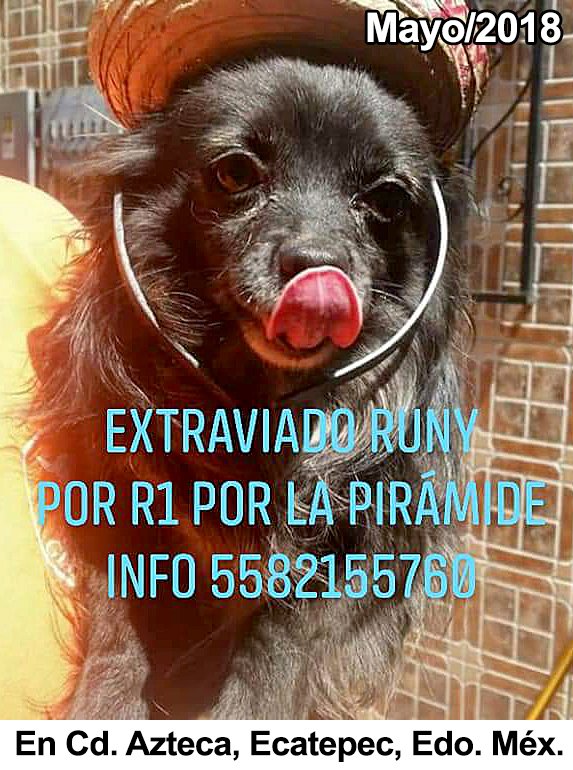 fellpudito's tweet photo. #AlertaMascota https://t.co/TlbP4tUpj2 Runy por #AvR1 #CdAzteca #Ecatepec #EdoMéx May 2018