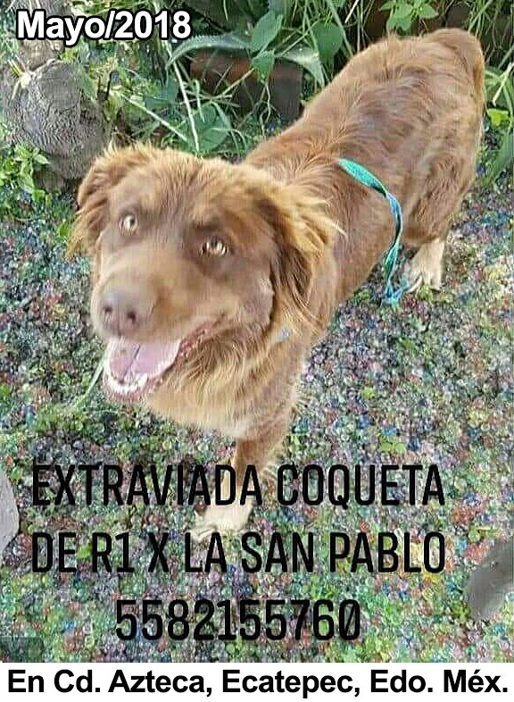 fellpudito's tweet photo. #EXTRAVIADA Coqueta en #AvR1 #CdAzteca #Ecatepec #EdoMéx May 2018 https://t.co/3wkyaUuVmq