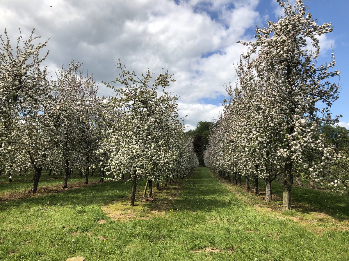 NextGenFruit's tweet photo. Frank Matthews also supplies cider trees and the new UK grown M116 rootstock #proudtosponsortheunder40s #under40s #under40sfruitgrowers #fruittrees #plantmoretrees #frankpmatthews #fpm #britishgrownfruit #cider #cidertrees #M116 #rootstocks #UKgrowing https://t.co/9zWYwa8MO8