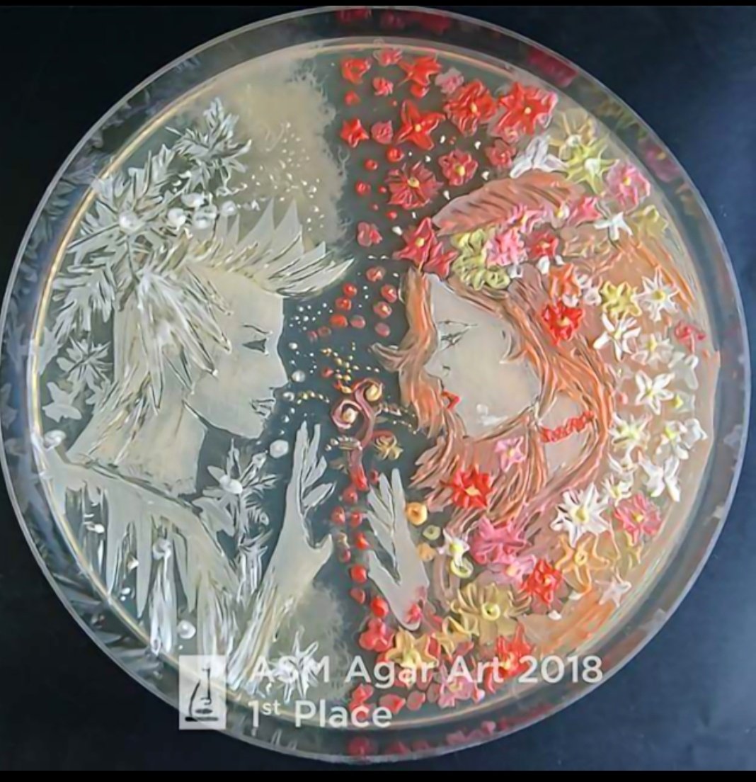 davebiophysics's tweet photo. I do believe I have #contamination.... #microbiology #singlecolony https://t.co/XsroZCbQ6B