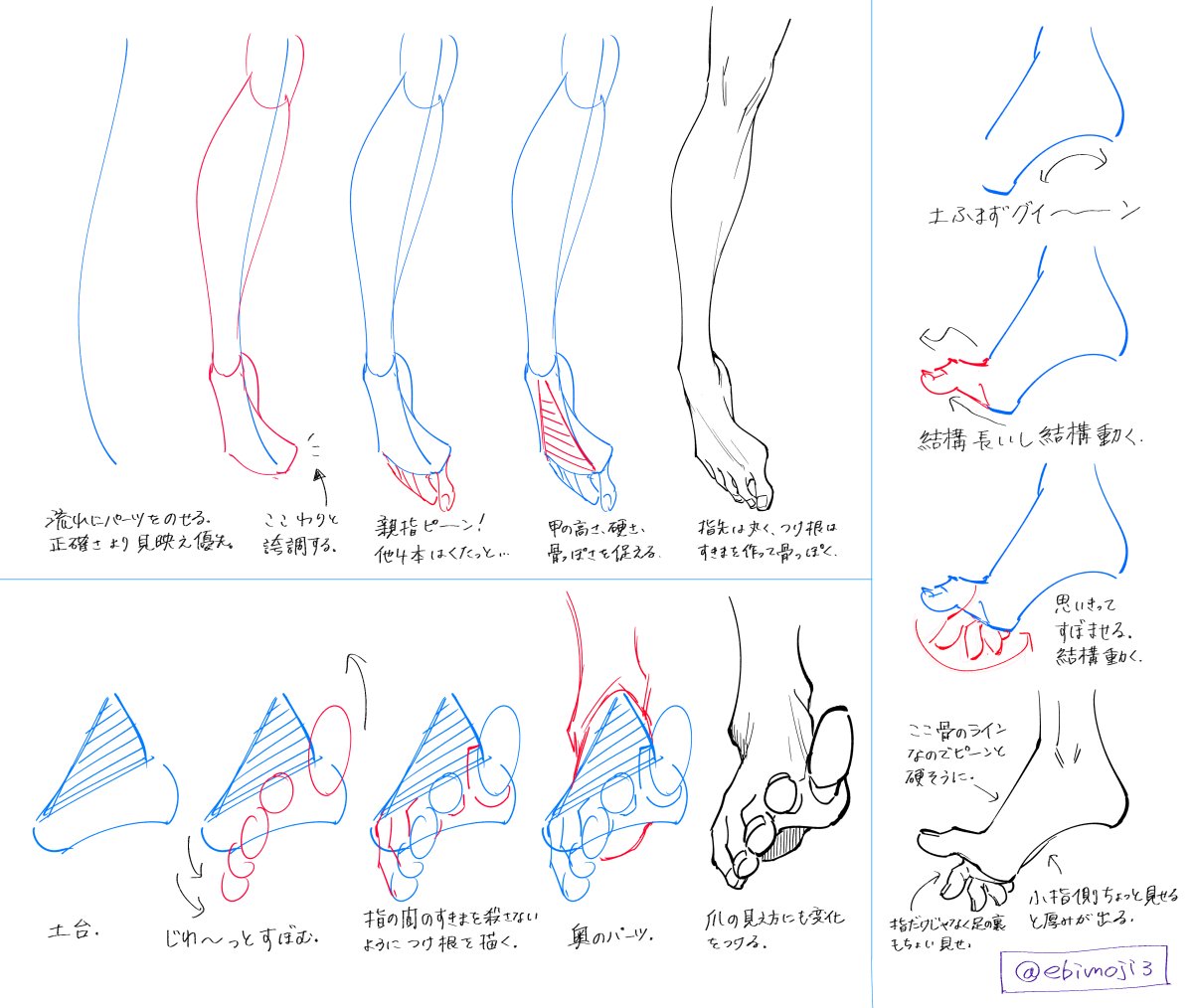 えびも えびもさんのイラストが大好きでよく拝見させていただいてます 特に足の指などがすごく立体的で好きなのですが 以前ある講座 T Co 81yu9fttka 構造とかの正確なことはわからないけど個人的なポイントの中のいくつかを描きました