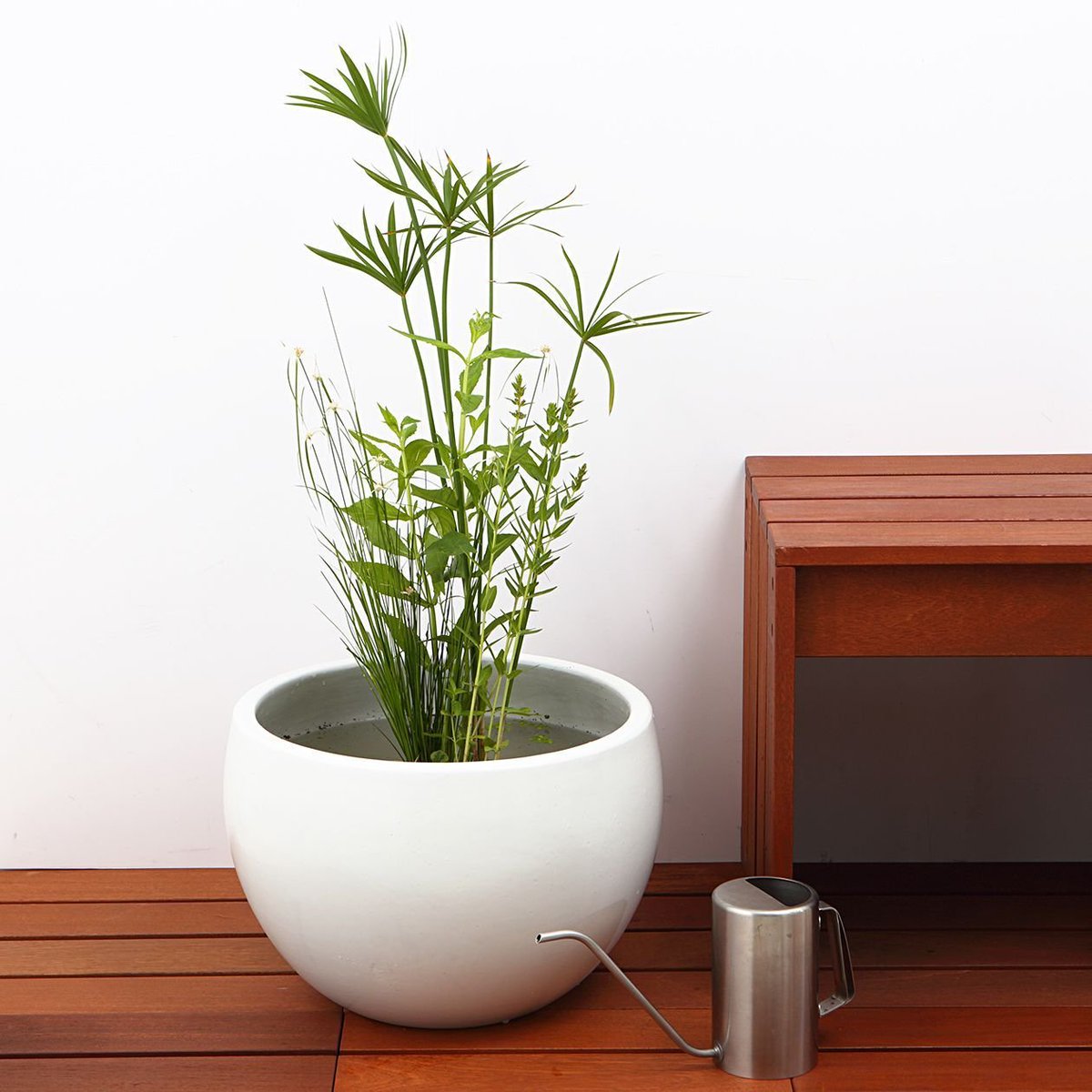 無印良品 水草 水辺植物 T Co Aydbnaczba 農薬不使用で栽培しているのでメダカなどの小魚を一緒に鉢に入れて泳ぐ姿を楽しむこともできます 見た目も涼しげで これからの季節におすすめです 無印良品 有楽町 池袋西武 グランフロント大阪