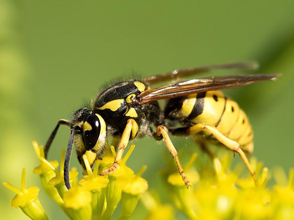 Anticimex_Suomi's tweet image. Ammattilaisvinkit ampiaisten torjuntaan ja kiperimmät torjuntapaikat. Vastaamme myös kysymykseen, että toimiiko valeampiaispesä? Lue lisää: anticimex.com/fi-FI/anticime… #ampiaiset #ampiaistorjunta #tuholaistorjunta #valeampiaispesä