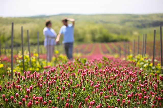 standreawine's tweet photo. Crimson clover in the Boldogságos vineyard☘
#crimsonclover #flovering #standrea #boldogsagos #vineyard #living #wonderfu #nature #beautiful #grandcru #volcanic #tuff #soil https://t.co/pC67IPuctp