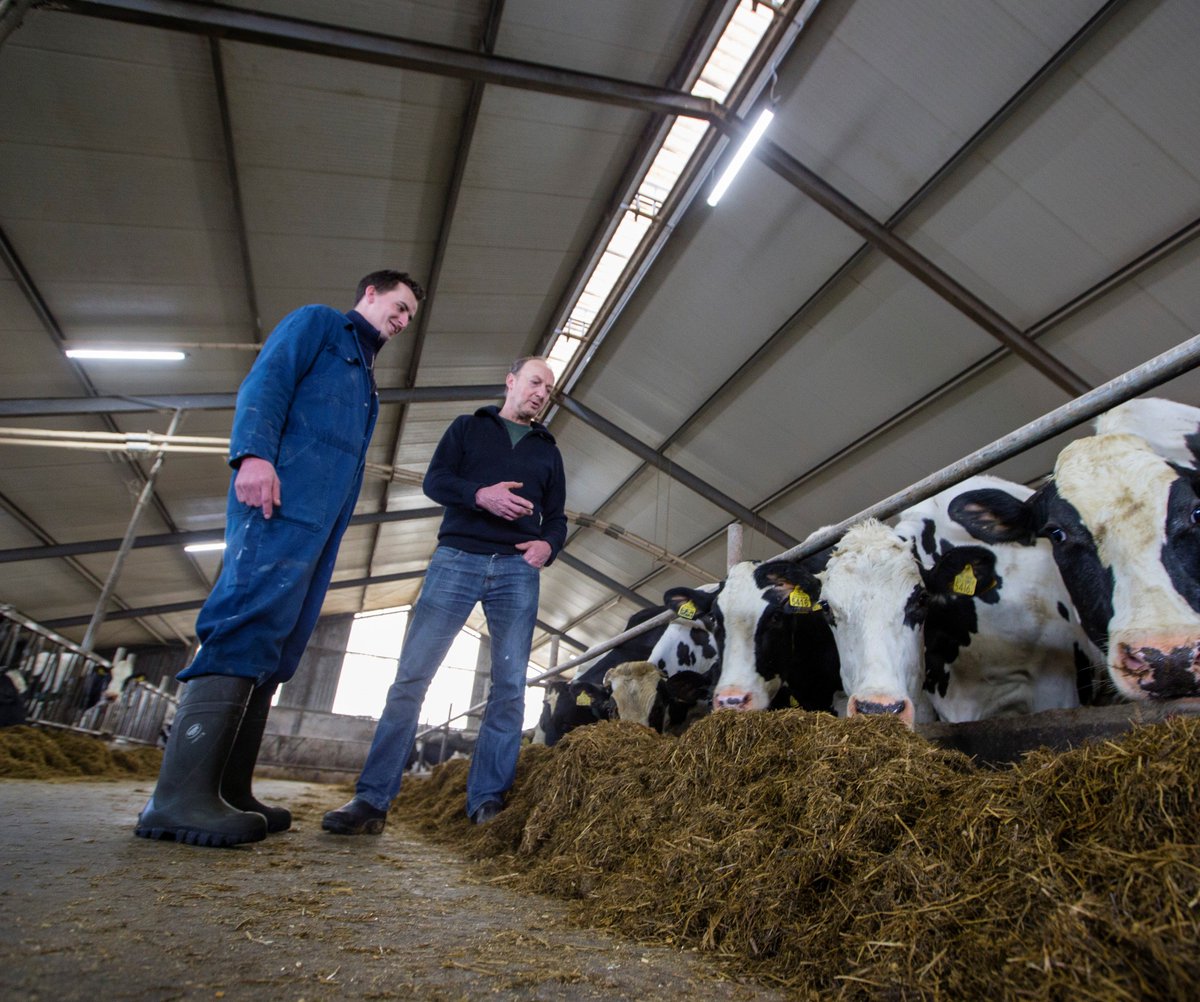 opticowzone's tweet photo. Mts Okkema uit Boksum verving onlangs de 6 gasontladingslampen voor 17 Forte LED Agri LED-lampen. Okkema merkt het verschil. "Het is veel lichter. De lampen schijnen heel helder. Dat werkt plezierig. Ik kan beter waarnemen en zie koenummers een stuk eerder." https://t.co/OBJvlyIvp6