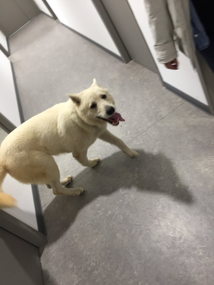 pompiersdugard's tweet photo. 🔴URGENT SVP CHERCHONS PROPRIÉTAIRES DE CE #CHIEN🔴
Chien docile, crème, un peu apeuré est venu à son tour chercher de l’aide chez les #Pompiers. Trouvé ce matin à la direction du #Sdis30 avenue pavlov à #Nimes - RT EN MASSE SVP MERCI ! https://t.co/IskRuDFon5